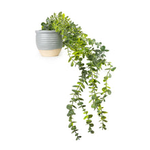 50cm Eucalyptus Artificial plant in Grey Ceramic Pot