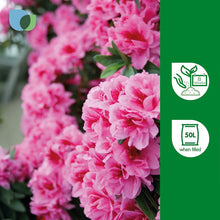 Verve Ericaceous Peat-free Compost 50L