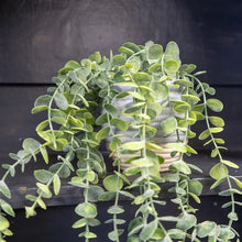 50cm Eucalyptus Artificial plant in Grey Ceramic Pot
