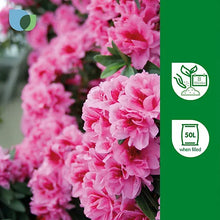 Verve Ericaceous Peat-free Compost 50L